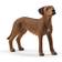 Schleich Rhodesian Ridgeback 13895