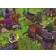 Medieval Conquest (PC)