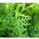 Thuja Brabant 100-125cm 10-pack