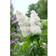 Syringa Vulgaris Alba