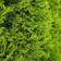 Thuja Brabant Hækplante