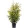 Thuja Brabant Hækplante