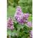Syringa Vulgaris