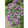 Syringa Vulgaris
