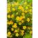 Piardino Potentilla Fruticosa Goldfinger
