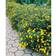 Piardino Potentilla Fruticosa Goldfinger
