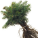 Abies Nordmanniana Prydtræ