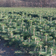 Abies Nordmanniana Prydtræ