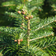 Abies Nordmanniana Prydtræ