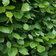 Fagus Sylvatica Hækplante