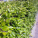 Fagus Sylvatica Hækplante