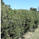 Pinus Mugo Prydbusk