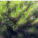 Pinus Mugo Prydbusk
