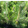 Pinus Mugo Prydbusk