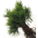 Pinus Mugo Prydbusk