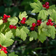 Ribes Alpinum Hækplante
