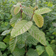 Carpinus Betulus Hækplante