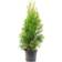 Thuja Brabant 50-60cm