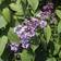 Syringa Vulgaris Hækplante