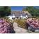 Goliath Andy Williams Winfrith Cottage 1000 Bitar