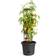 Elho Green Basics Tomato Pot Krukke
