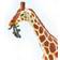 Safari Reticulated Giraffe Toy