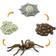 Safari Life Cycle of a Spider