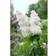 Piardino Syringa Vulgaris Alba