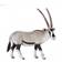 Oryx Antelope 12cm