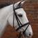 Hy Equestrian Padded Flash Bridle with Rubber Grip Reins