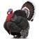 Collecta Turkey 88762