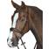 Collegiate Mono Crown Padded Raised Flash Bridle