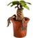 Magical Creatures Mandrake