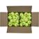 Wilson Tennis balls Triniti 72 pcs - 72pcs