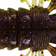 Westin CreCraw Creaturebait 10cm Green Pumpkin Purple 4pcs