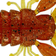 Westin CreCraw Creaturebait 10cm Motoroil Pepper 4pcs