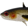 Westin Stanley the Stickleback Shadtail 5.5cm Lively Roach 6pcs