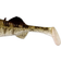 Westin Stanley the Stickleback Shadtail 5.5cm Stickleback 6pcs