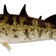 Westin Stanley the Stickleback Shadtail 5.5cm Stickleback 6pcs