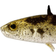 Westin Stanley the Stickleback Shadtail 5.5cm Stickleback 6pcs