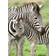 Ravensburger Zebra Love 300 Pieces