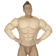 Widmann Muscular Upper Body