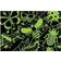 Mudpuppy Glow in The Dark Fantastic Insects 100 Pieces