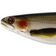 Westin ShadTeez 12cm Lively Roach