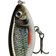 Rapala X-Rap Twitchin Shad 8cm Live Roach