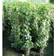 Hedera Hibernica 'Hestor' Træ & Busk