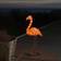 Konstsmide Flamingo Golvlampa 70cm