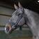 John Whitaker Ready to Ride Snaffle Bridle