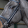 John Whitaker Ready to Ride Snaffle Bridle