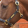 Hy Equestrian Leather Head Collar